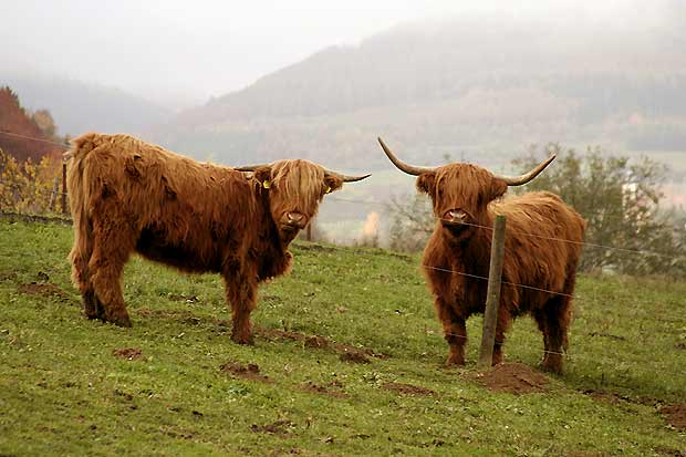 Gerold´s Highlands